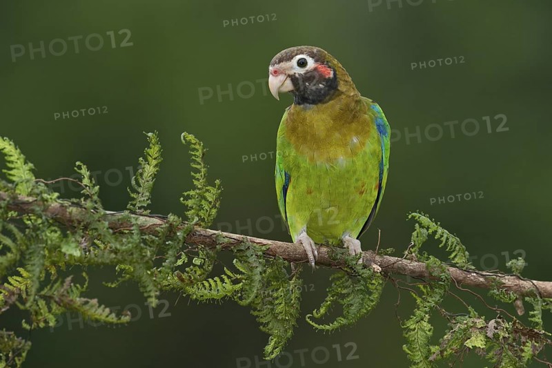 Brown-hooded Parrot (Pyrilia haematotis), Costa Rica
