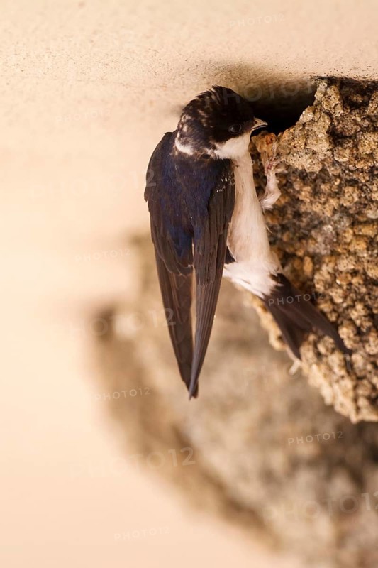 Common House Martin (Delichon urbicum) feeding chicks at nest, Madrid, Spain