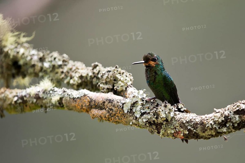 Green-crowned Brilliant (Heliodoxa jacula jacula) juvenile perched on a lichen covered branch, Antioquia, Colombia