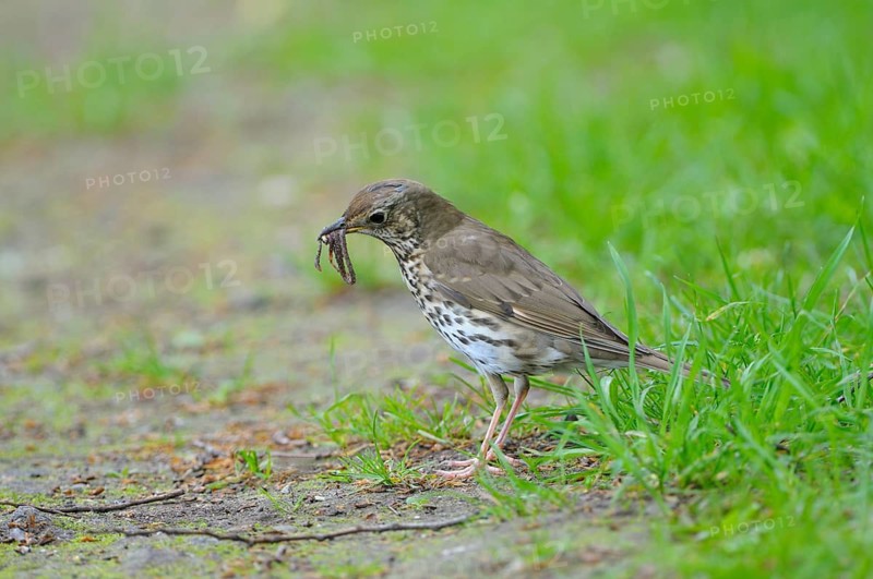 Singdrossel (Turdus philomelos), Song Thrush, Altvogel bei der Futtersuche, mit Wuermern im Schnabel, Mai, Borken, Muensterland, Nordrhein-Westfalen, Deutschland