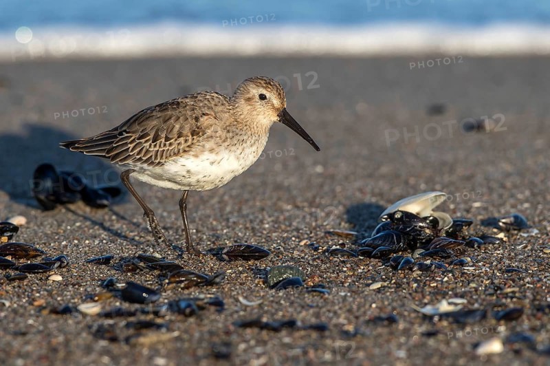 Dunlin (Calidris alpina) foraging on shoreline, Mecklenburg-Western Pomerania, Germany