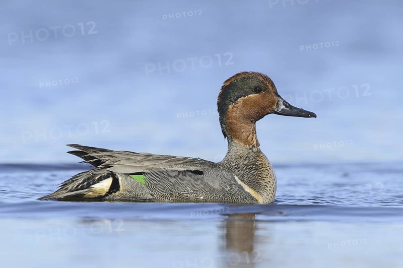 Green-winged Teal (Anas carolinensis) male, Texas, USA