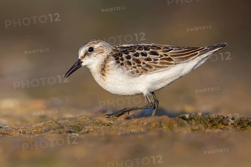 Little Stint (Calidris minuta) foraging, Poland
