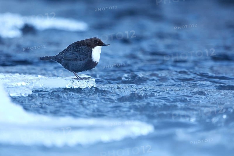 White-throated Dipper (Cinclus cinclus cinclus) on an icy river, Norrbottens laen, Sweden