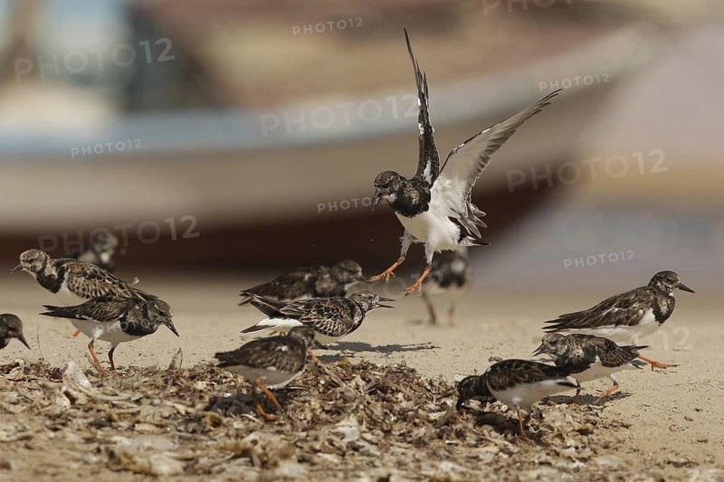 Ruddy Turnstone (Arenaria interpres), Banc, d'Arguin, National, Park, Mauretania