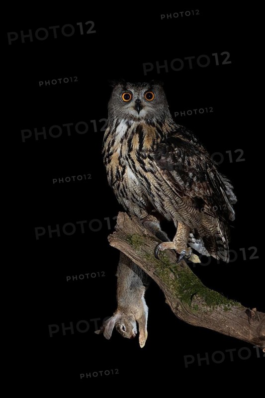 Eurasian Eagle-Owl (Bubo bubo) male with rabbit prey, Extremadura, Portugal