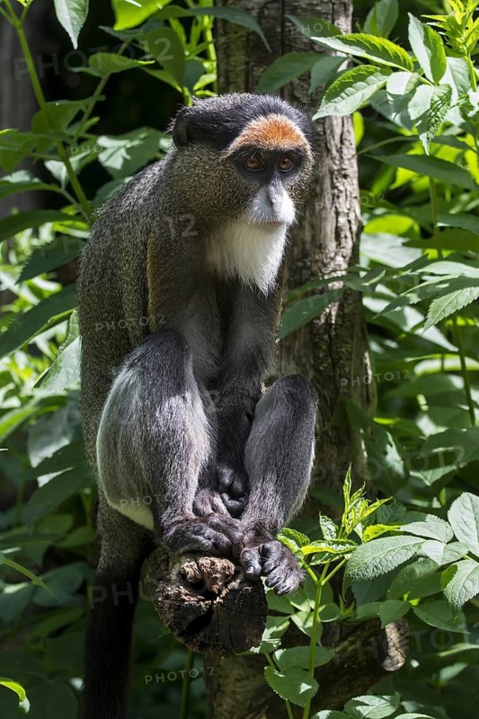 De Brazza's monkey (Cercopithecus neglectus) native to Central Africa in zoo