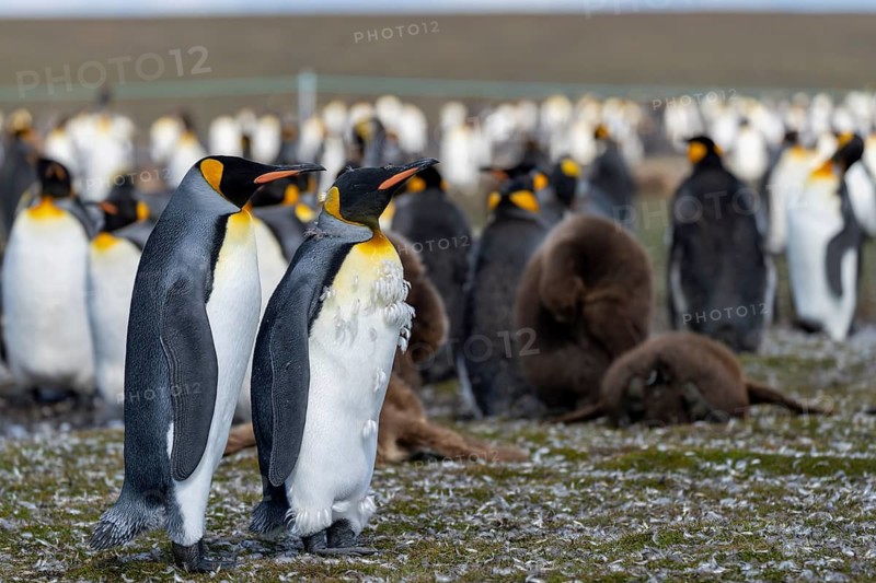 King penguins (Aptenodytes patagonicus), two adults standing side by side in colony, one in moulting plumage, brown chicks in background, Volunteer Point, Falkland Islands