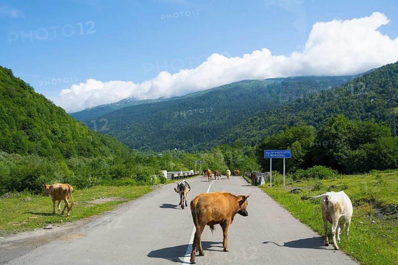 Cows on a country road in a green mountain landscape under blue sky with clouds, cows on the Murgouli river near Sasashi, Racha-Lechkhumi region and Lower Svaneti, High Caucasus, Georgia