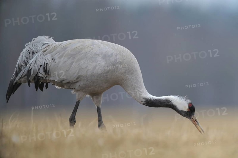 Common Crane (Grus grus), Mecklenburg-Western Pomerania, Germany