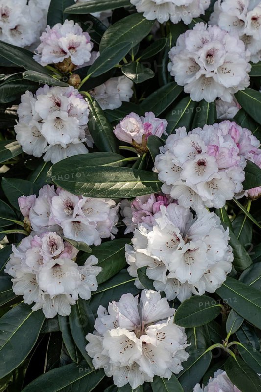 Rhododendron blossom (Rhododendron Great Dane), Lower Saxony, Germany
