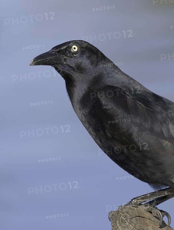 Great-tailed Grackle (Quiscalus mexicanus) male, Arizona, USA