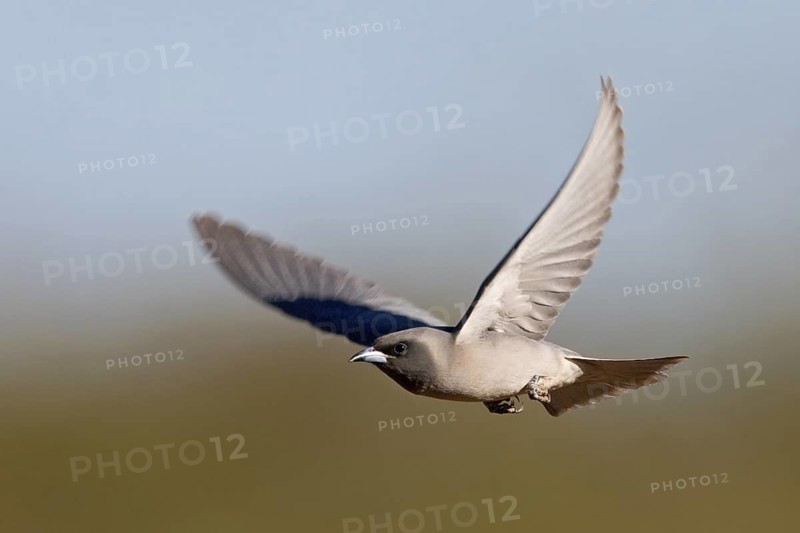 Masked Woodswallow (Artamus personatus) flying, Western Australia, Australia
