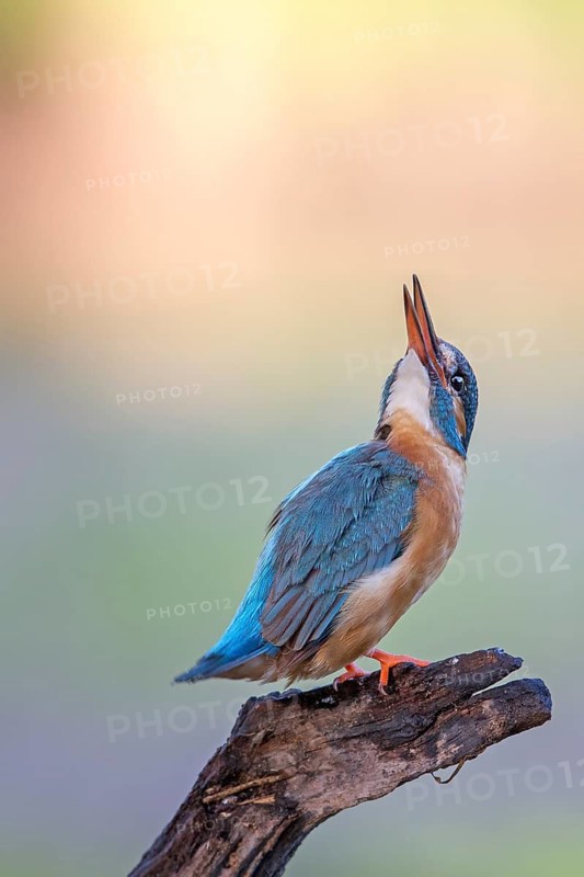 Common Kingfisher (Alcedo atthis) female, Saxony-Anhalt, Germany