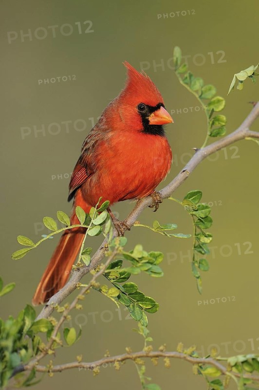 Northern Cardinal (Cardinalis cardinalis) male, Texas, USA