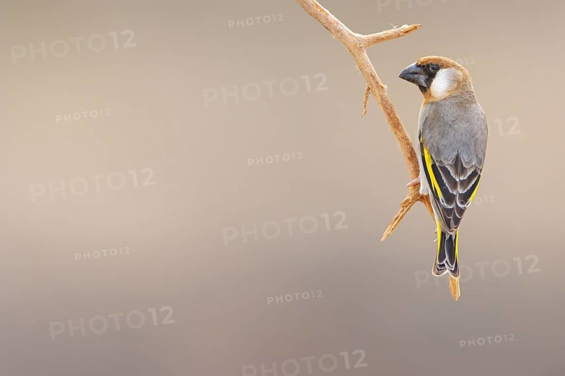 Arabian Bullfinch, Golden-winged Bullfinch, (Rhynchostruthus percival), subfamily Stiglitz-like, Ayn Tobroq and Ayn Athum junctio, Salalah, Dhofar, Oman