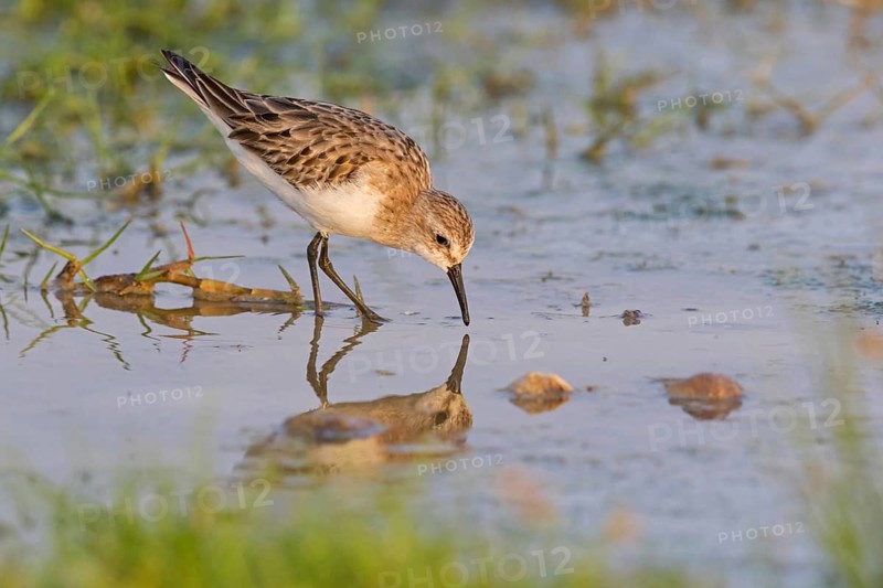 Little Stint, (Calidris minuta), foraging in the Salalah biotope, Khawr Rawri, Sohar, Oman