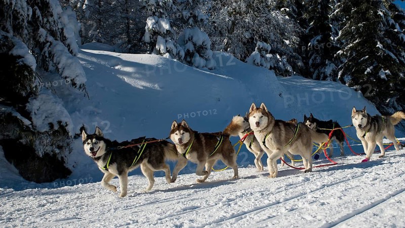 Group of Husky dogs durin Sleddog race in Jakuszyce, Poland