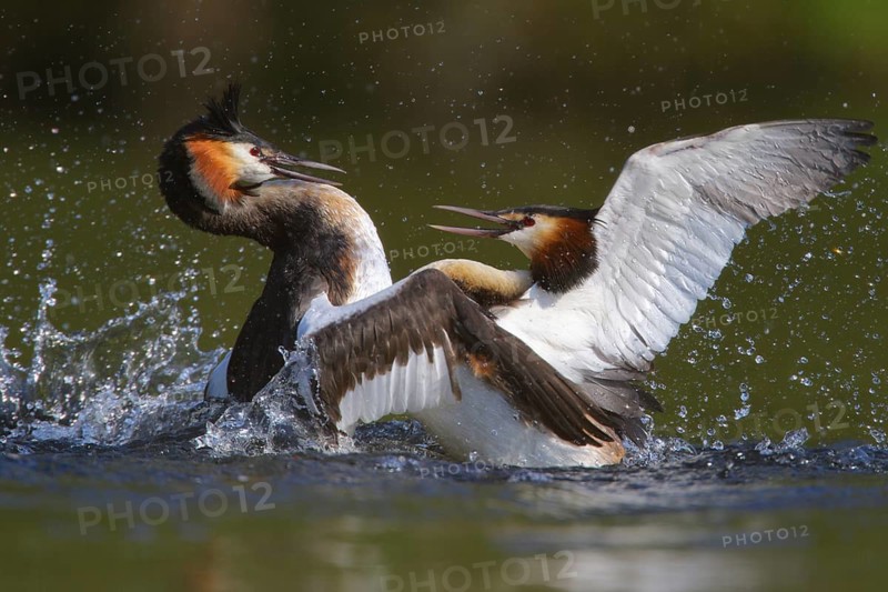 Great Crested Grebe (Podiceps cristatus) fighting for territory, North Rhine-Westphalia, Germany