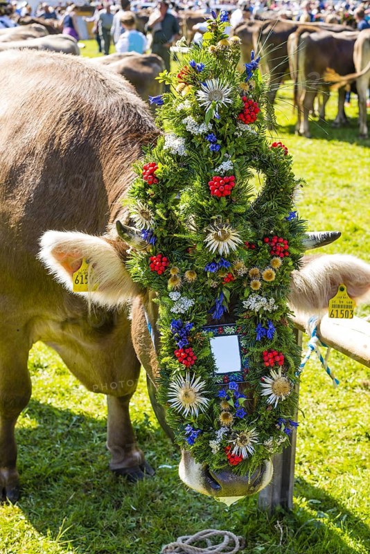 Wreath cow, Allgaeuer Braunvieh, domestic cattle breed (Bos primigenius taurus), cattle drive, cattle drive, Oberstdorf, Allgaeu, Bavaria, Germany