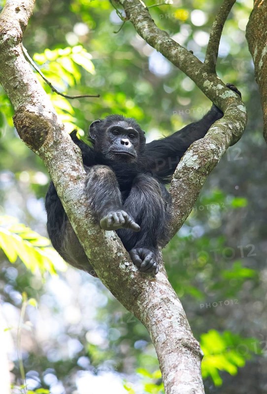 Common chimpanzee (Pan troglodytes) on a tree in the mountain rainforest looking into the camera, Nyungwe National Park, Unesco World Heritage Site, Rwanda