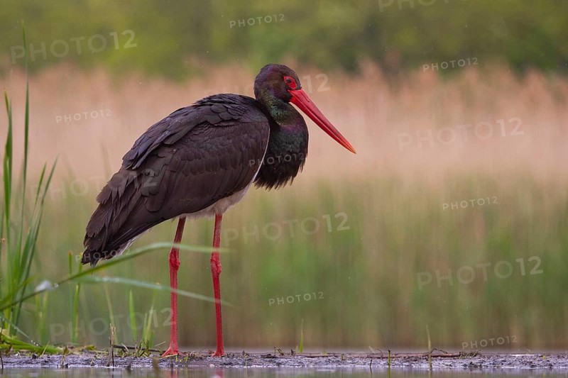 Black Stork (Ciconia nigra), Pusztaszer, Hungary