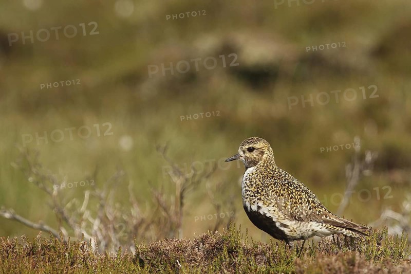 European Golden Plover (Pluvialis apricaria), Yorkshire Dales, United Kingdom