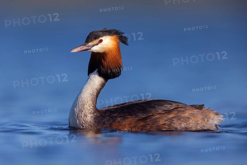 Great Crested Grebe, (Podiceps Scalloped ribbonfish), an animal, floating on the lake, water body, biotope, Europe, Spain, Hides de El Taray Floating Hid, Villafranca de los Caballeros, Castilla La Mancha / Toledo, Spain