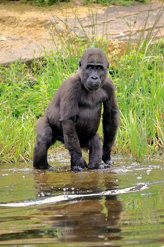 Western gorilla (Gorilla gorilla), young animal, at the water, splashing, playing, discovering, alert