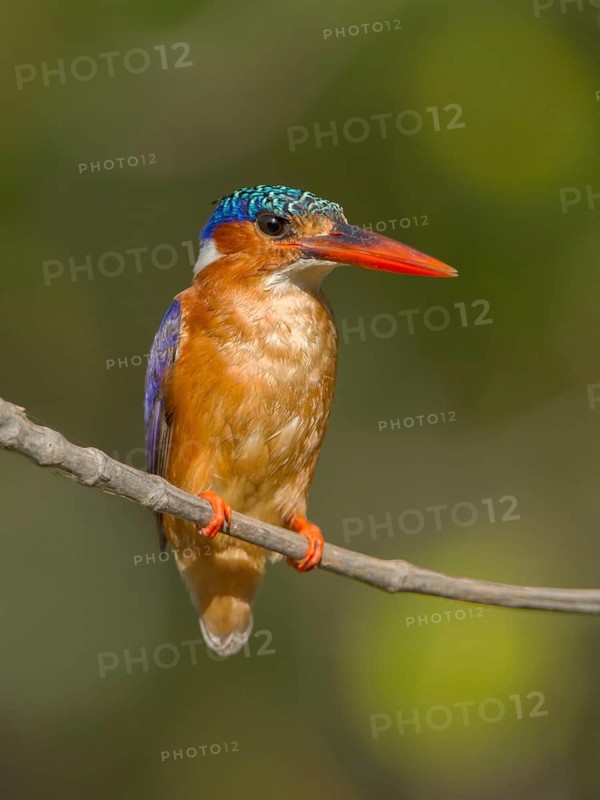 Malachite Kingfisher (Corythornis cristatus), Gambia