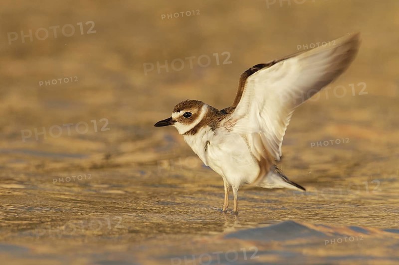 Wilson's Plover (Charadrius wilsonia), Florida, USA