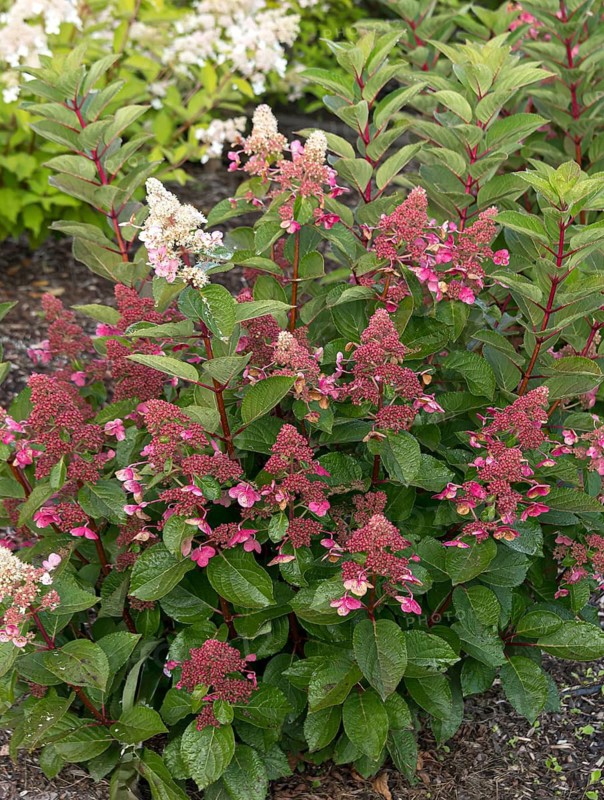 Panicle hydrangea (Hydrangea paniculata LIVING INFINITY), City Park, Finland