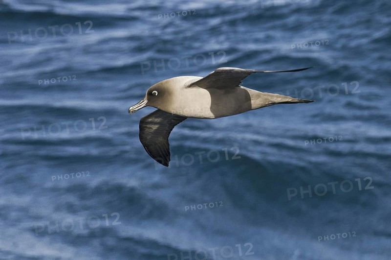 Light-mantled Albatross (Phoebetria palpebrata), Antarctica