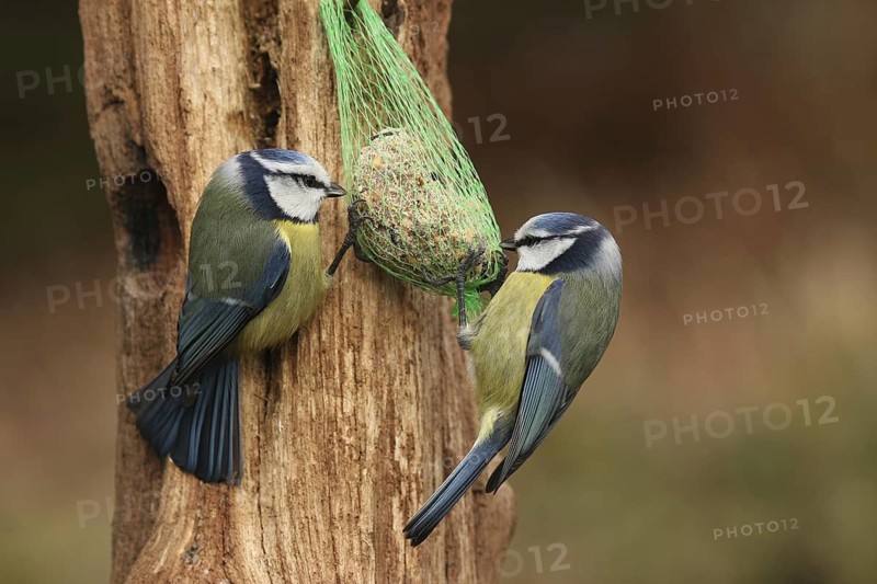 Eurasian Blue Tit (Cyanistes caeruleus), Lower Saxony, Germany