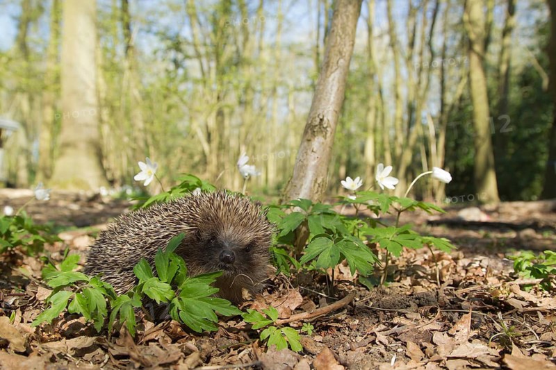 European hedgehog (Erinaceus europaeus) adult animal in a woodland in springtime, Suffolk, England, United Kingdom