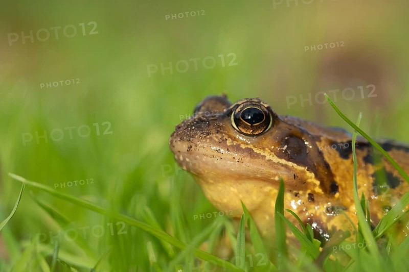 Common frog (Rana temporaria) adult amphibian on a garden grass lawn, Suffolk, England, United KIngdom