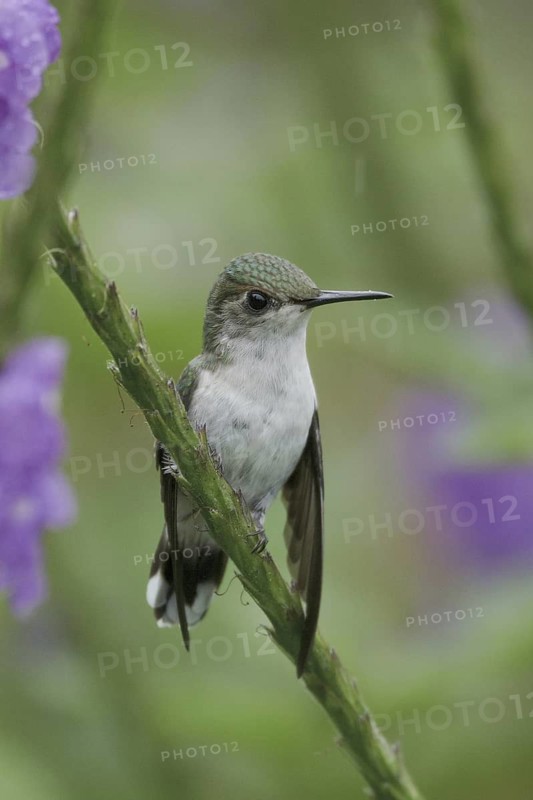 Snowcap (Microchera albocoronata), Costa Rica