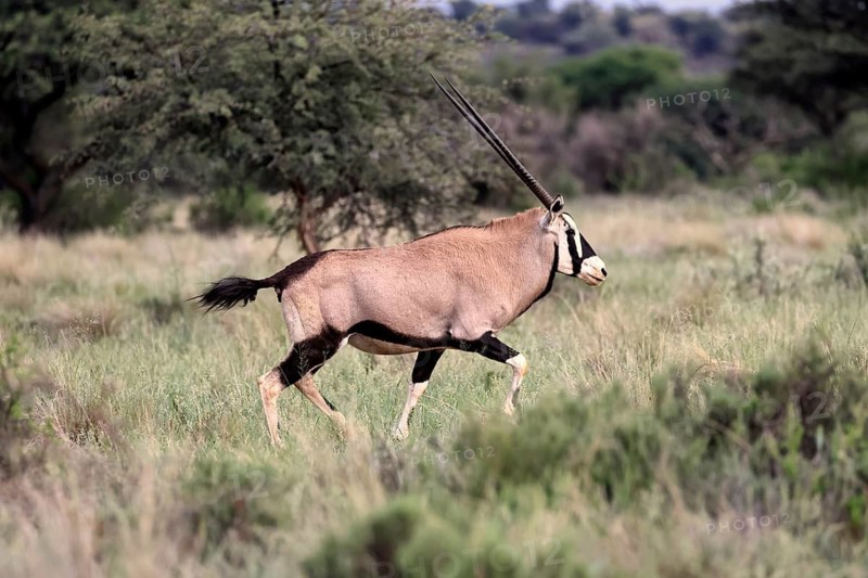 Oryx gazella, South African spikebuck, adult, running, foraging, Mokala National Park, Northern Cape, South Africa