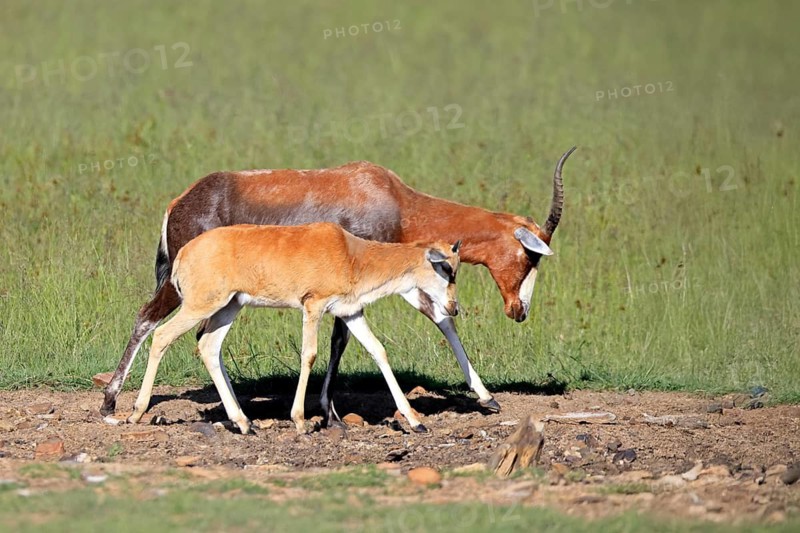 Bontebok (Damaliscus pygargus), adult, juvenile, Mountain Zebra NP, Eastern Cape, South Africa, Africa, Germany