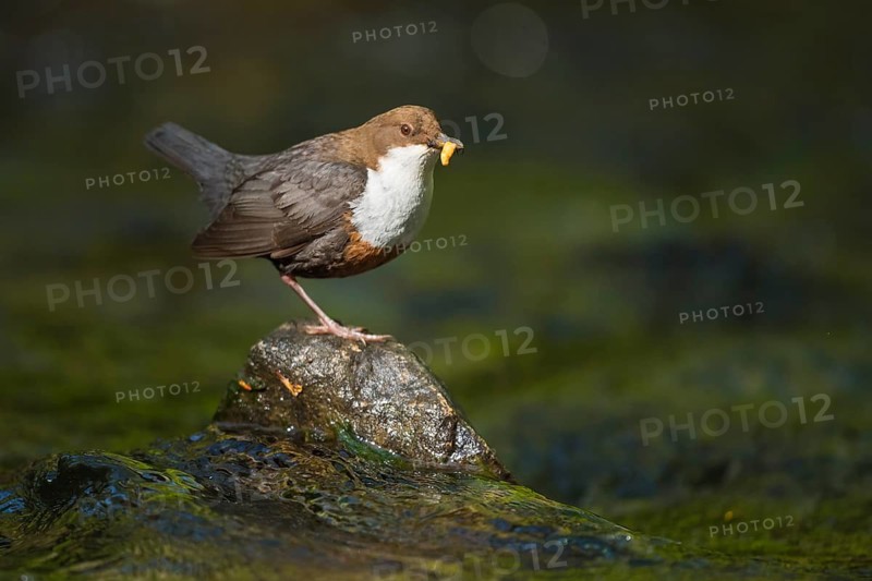White-throated Dipper (Cinclus cinclus) with food in its beak, North Rhine-Westphalia, Germany