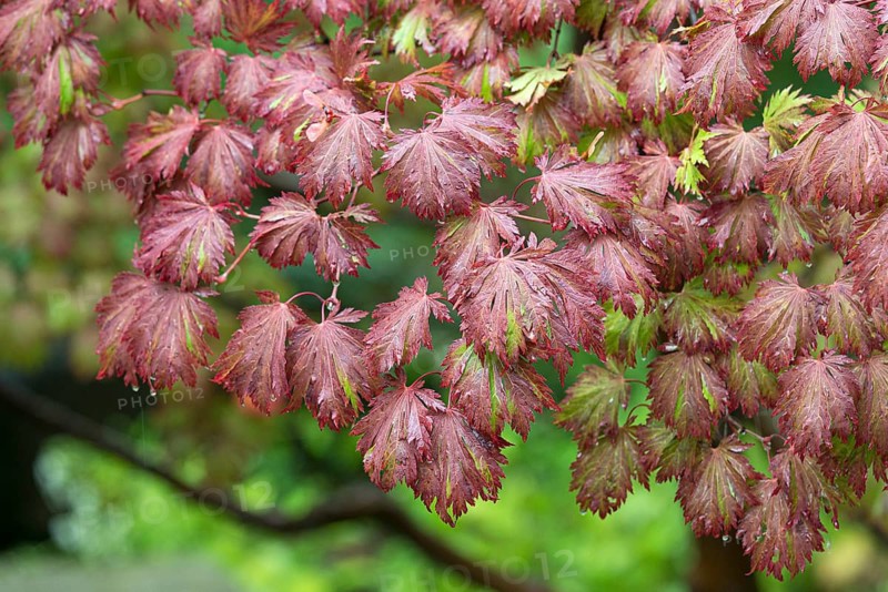 Japanese maple (Acer japonicum 'Aconitifolium')