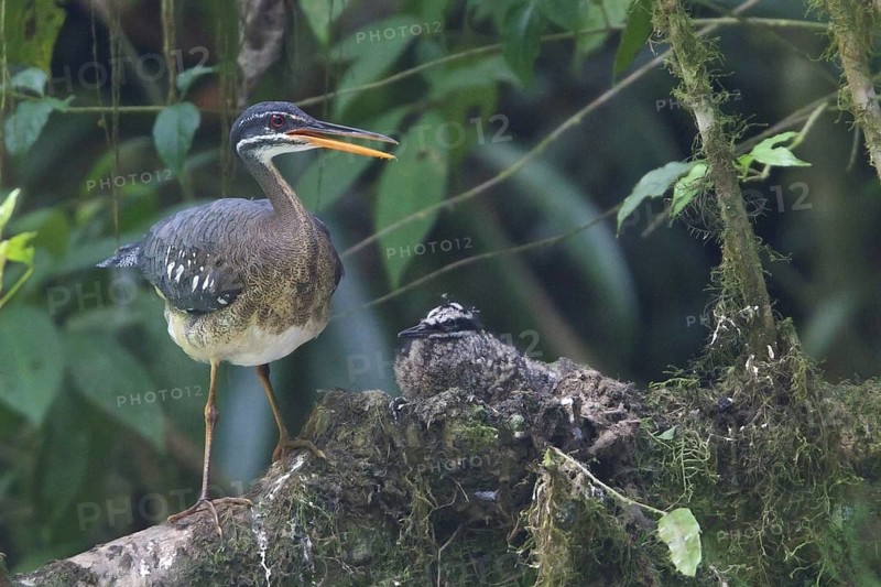 Sunbittern (Eurypyga helias) nesting and feeding chicks along a river in Costa Rica