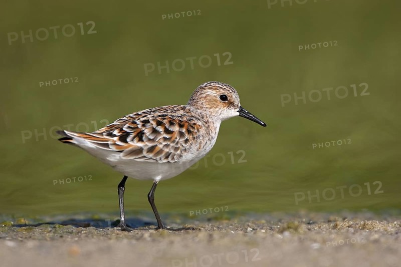 Little Stint (Calidris minuta), Schleswig-Holstein, Germany