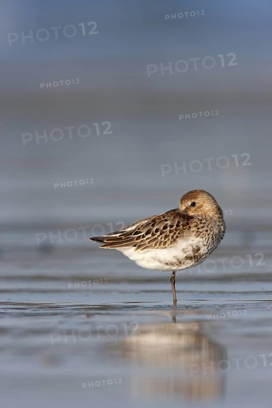 Dunlin (Calidris alpina), Schleswig-Holstein, Germany