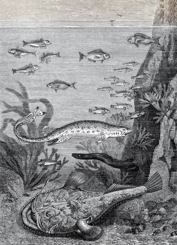 Fische im Meer am Ufer