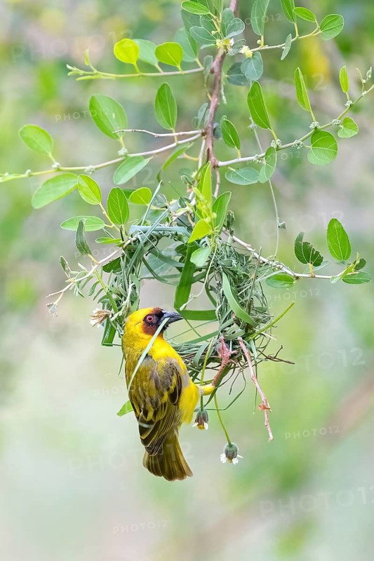 Ruppell's Weaver, Rueppell's Weaver, (Ploceus galbula), weaver bird building a nest, weaver birds, Ayn Razat, Salalah, Dhofar, Oman