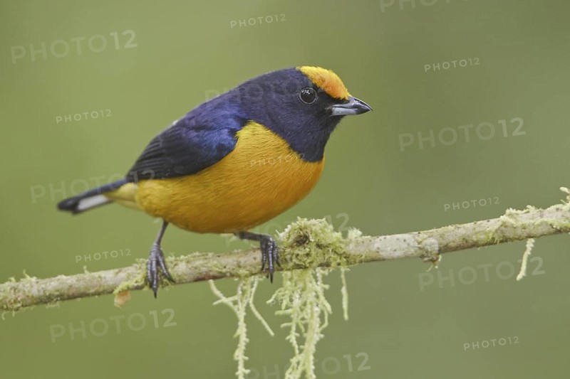 Orange-bellied Euphonia (Euphonia xanthogaster) male, Ecuador