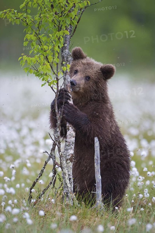 Eurasian Brown Bear (Ursus arctos) cub foraging on young tree in white cottongrass, Finland