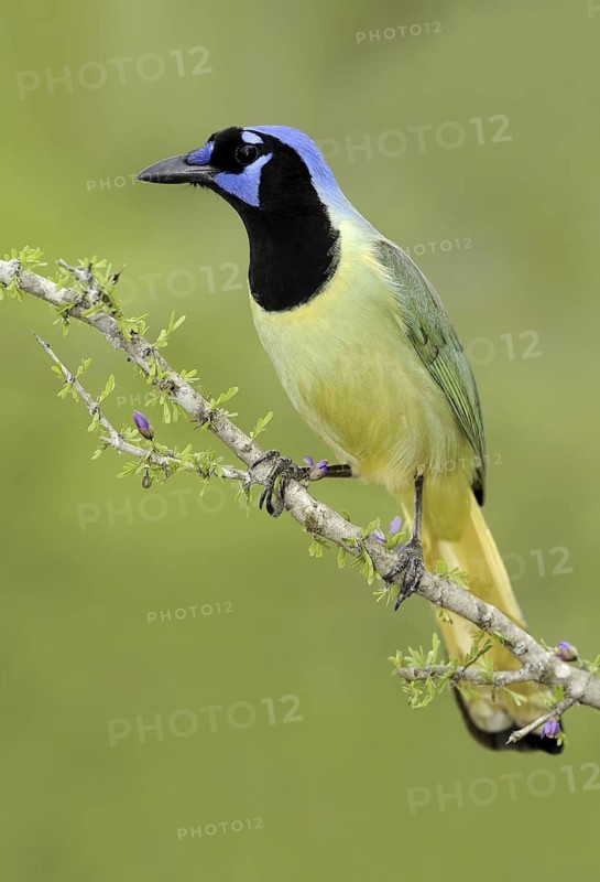 Green Jay (Cyanocorax luxuosus), Texas, USA