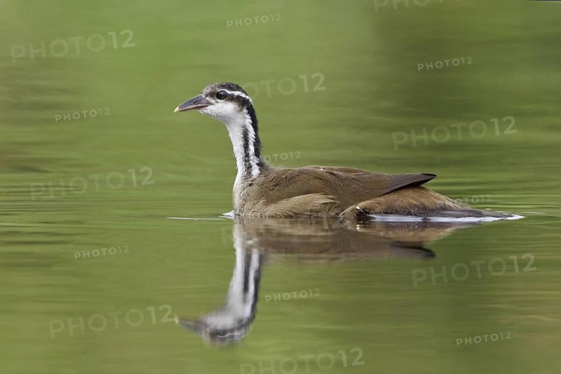 Sungrebe (Heliornis fulica), Ecuador